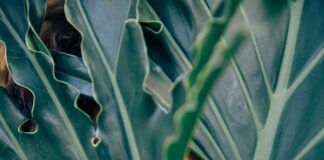 kwasy na twarz jakie?