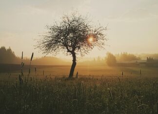 Co jeść żeby szybciej goiły się rany?