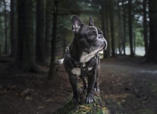 Co to jest Harness do biustonosza?