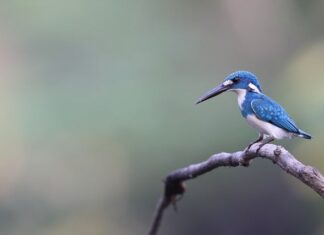 Co lepsze jadeit czy kwarc?