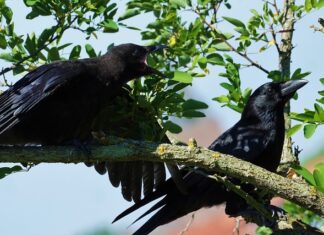 Jak podciągnąć chorego w łóżku?