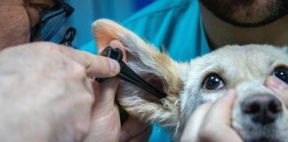 Czy wapno pomaga na swędzenie skóry? Czy wapno pomaga na swędzenie skóry?