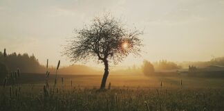 Co zrobić żeby rany szybciej się goiły domowe sposoby? Co zrobić żeby rany szybciej się goiły domowe sposoby?