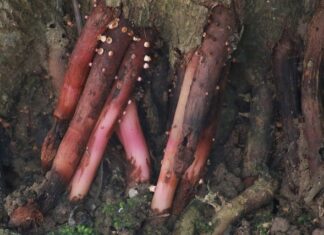 Czy można dać Amol do inhalatora?