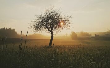 Co stosować na otwarte rany? Co stosować na otwarte rany?