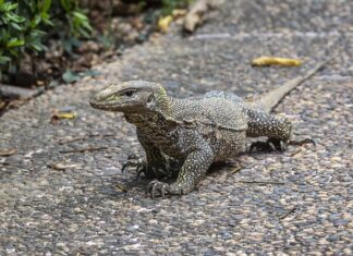 Kto wystawia skierowanie na balkonik?